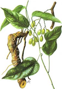 Immagine della Fibraura recisa, pianta da cui si estra le palmatine, l'ingrediente funzionale che rallenta la crescita del pelo.