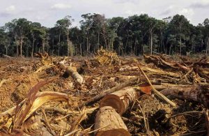 deforestazione-wwf