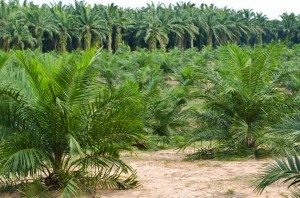 deforestazione in indonesia